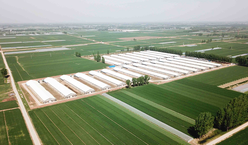 Shandong Breeding Chicken Farm Project