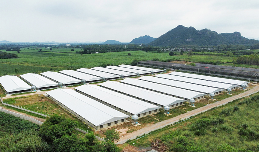 Thailand Livestock Breeding Project