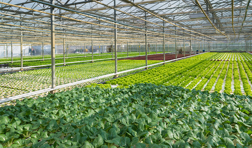 Jiangsu Suqian Greenhouse Engineering
