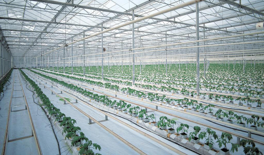 Inner Mongolia Greenhouse Engineering