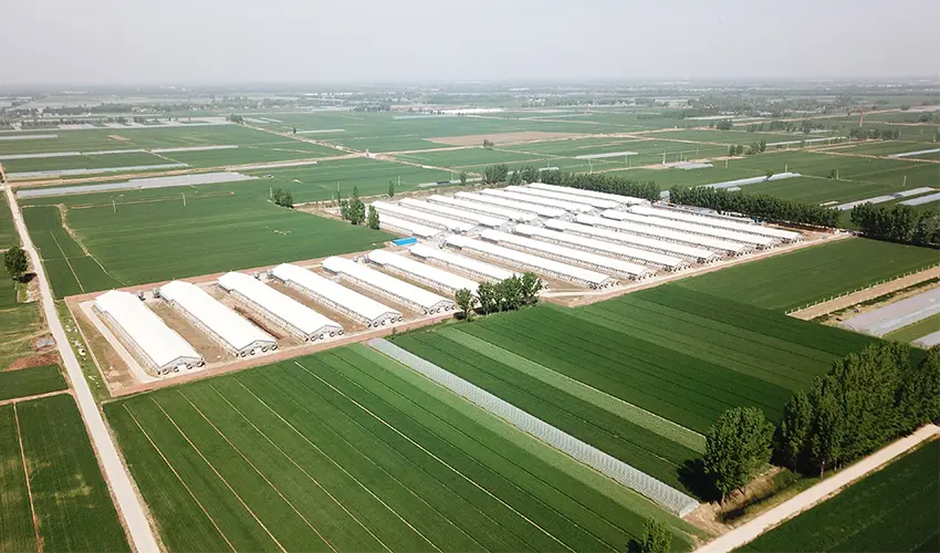 Optimizing Egg Layer Farm Design: Housing, Feeding, Automation