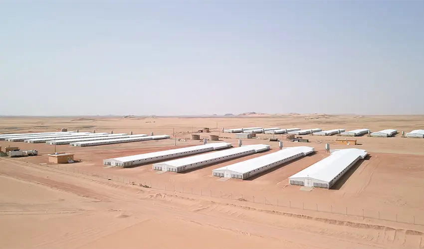 Poultry Farm Solutions: Saudi Arabia, Egypt & Africa Growth