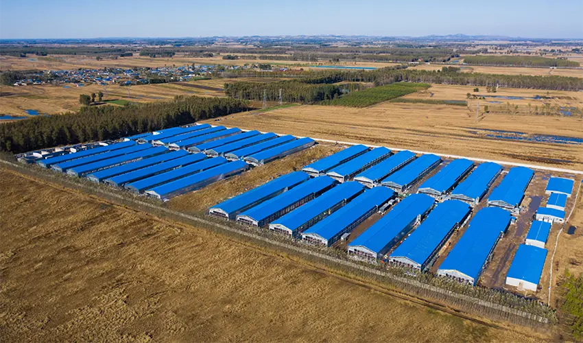 Intelligent Poultry Slaughter: Advanced Stunning and Evisceration