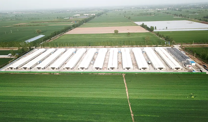 Poultry Biosecurity: Preventing Disease and Managing Manure