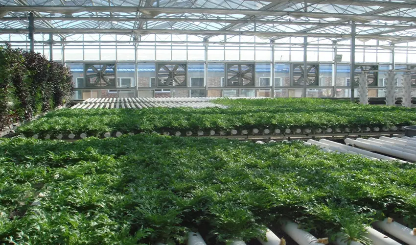 Eco-Sightseeing Greenhouses: Engineering Sustainable Plant Factories