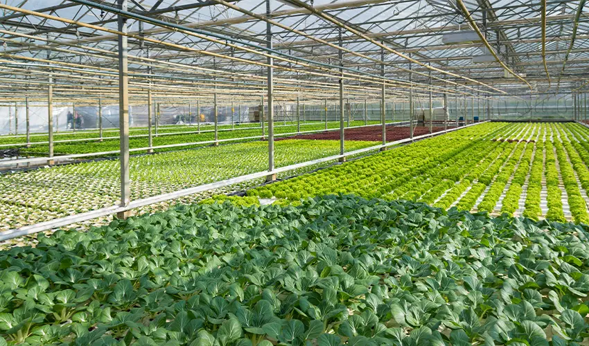 EPC in Agri-Food: Engineering Turnkey Projects for Food Security